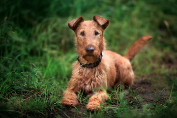 A young Irish Terrier lies on the grass and looks at the camera. - 396813575