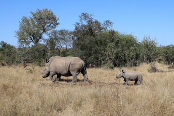 Fototapeta premium Breitmaulnashorn / Square-lipped Rhinoceros / Ceratotherium Simum