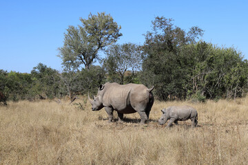 Naklejka premium Breitmaulnashorn / Square-lipped Rhinoceros / Ceratotherium Simum