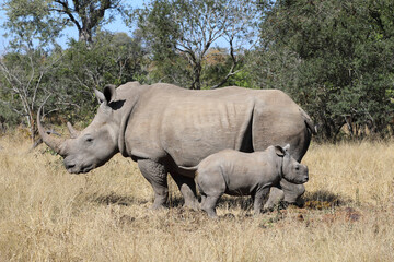 Fototapeta premium Breitmaulnashorn / Square-lipped Rhinoceros / Ceratotherium Simum