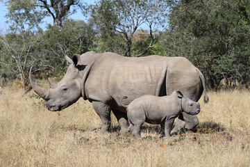 Obraz premium Breitmaulnashorn / Square-lipped Rhinoceros / Ceratotherium Simum