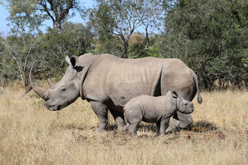 Obraz premium Breitmaulnashorn / Square-lipped Rhinoceros / Ceratotherium Simum