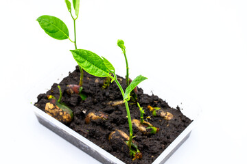 Green seedling in plastic box, fruit seed growing up photo. Growing plant from seed concept. Slow and steady development. Fresh green saplings in black soil. Plastic tray pot with seedling.