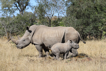 Naklejka premium Breitmaulnashorn / Square-lipped Rhinoceros / Ceratotherium Simum
