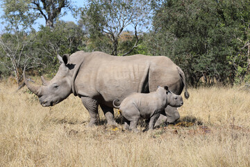 Obraz premium Breitmaulnashorn / Square-lipped Rhinoceros / Ceratotherium Simum