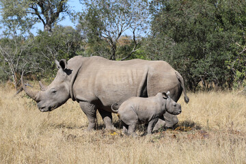 Breitmaulnashorn / Square-lipped Rhinoceros / Ceratotherium Simum