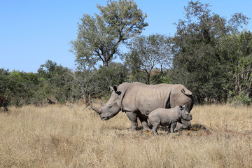 Naklejka premium Breitmaulnashorn / Square-lipped Rhinoceros / Ceratotherium Simum