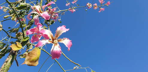 Beautiful pink ceiba flowers on branches. Close-up.