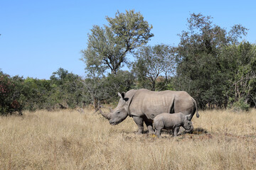Naklejka premium Breitmaulnashorn / Square-lipped Rhinoceros / Ceratotherium Simum
