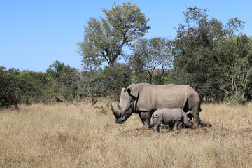 Naklejka premium Breitmaulnashorn / Square-lipped Rhinoceros / Ceratotherium Simum