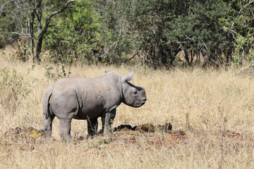 Fototapeta premium Breitmaulnashorn / Square-lipped Rhinoceros / Ceratotherium Simum