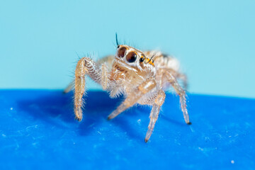 thyene imperialis jumping spider close up on blue background. Macro photography in the United Arab Emirates in the Middle East. 