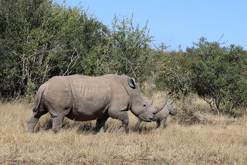 Naklejka premium Breitmaulnashorn / Square-lipped Rhinoceros / Ceratotherium Simum