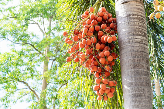 Bunch of ripe red betel nut fruits hanging from the palm tree in the garden. Natural sunlight