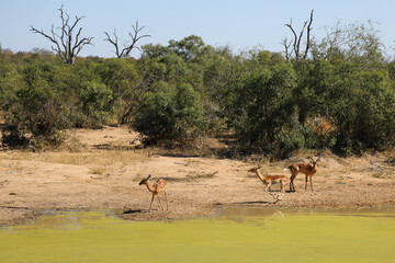 Schwarzfersenantilope / Impala / Aepyceros melampus.