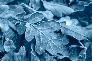 Frosty blue color leaves background