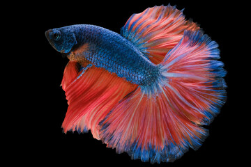 Obraz premium Beautiful movement of blue red Betta fish, Siamese fighting fish, Betta splendens of Thailand isolated on black background.