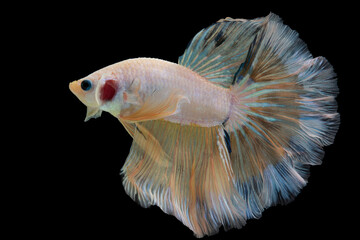 Beautiful movement of yellow Betta fish, Siamese fighting fish, Betta splendens of Thailand isolated on black background.