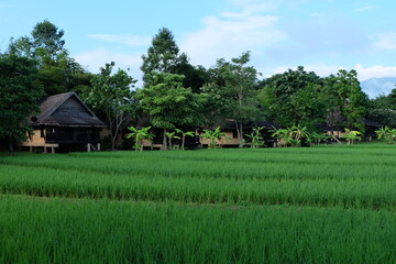 Fototapeta na wymiar rice fields