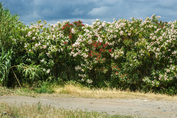Blühende Oleanderhecke auf der Insel Korsika