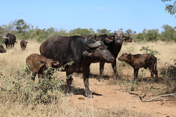 Obraz premium Kaffernbüffel / Buffalo / Syncerus caffer........