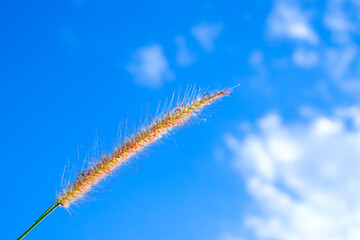 grass and blue sky