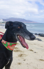 Close-up of a black Spanish greyhound on a beach.