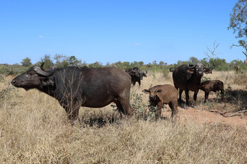 Obraz premium Kaffernbüffel / Buffalo / Syncerus caffer........