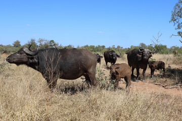 Fototapeta premium Kaffernbüffel / Buffalo / Syncerus caffer........