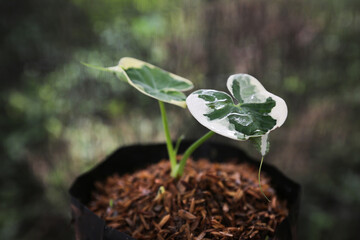 Caladium Sp or Keladi Tikus Variegata, green and yellow leaves.