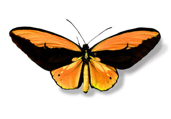 Fototapeta na wymiar Vogelflügelfalter, goldpri-schwarz (Ornithoptera croesus) Schmetterling, Australien, freigestellt
