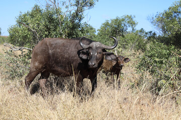 Obraz premium Kaffernbüffel / Buffalo / Syncerus caffer........
