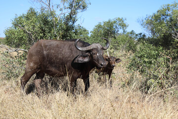 Fototapeta premium Kaffernbüffel / Buffalo / Syncerus caffer........