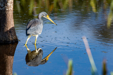 Tricolored heron stalking with reflection
