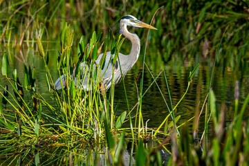 Great Blue Heron wading