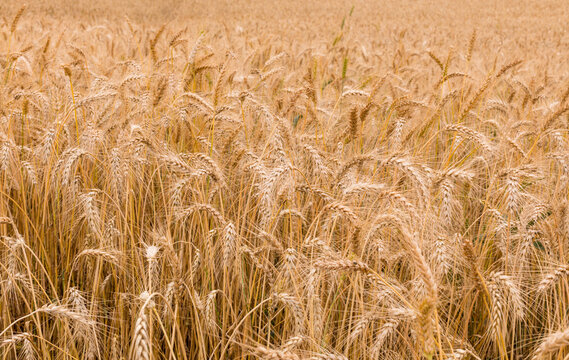 Wheat Farm Ntulele Narok Suswa Kenyan Highway Roads Landscape Safaris Travel Scenic Views Wheat is a staple food crop, widely grown and used for various products like bread, pasta, and animal feed.