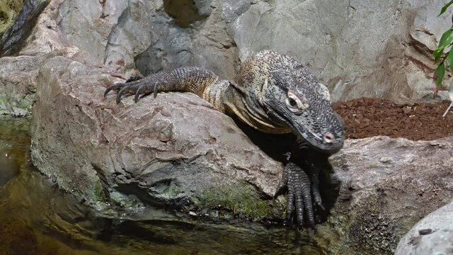 Komodo dragon or Komodo monitor Varanus komodoensis close-up shot