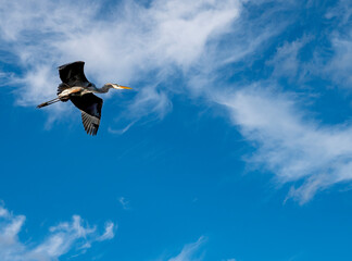 Blue Heron in flight