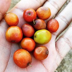 Ziziphus mauritiana on hand