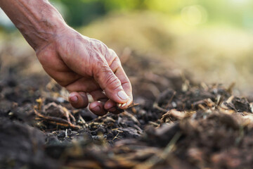 close up hand planting tomato in garden