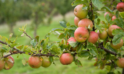 Sunset apple tree  -  old cooking variety of sour fruit.