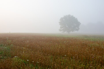 Fototapeta na wymiar foggy morning with a lonely tree