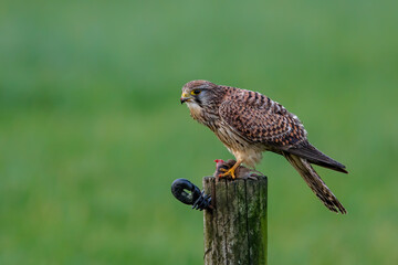 common kestrel (Falco tinnunculus)  eating a mouse on a pole in the meadows in the Netherlands