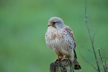 common kestrel (Falco tinnunculus)  sitting on a pole in the meadows in the Netherlands