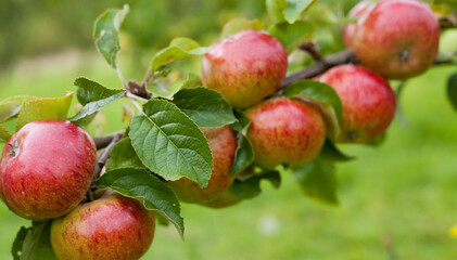 Apple tree Clydeside -  beautiful small red apples on the tree in the fruit orchard.
