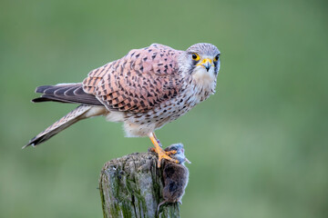 common kestrel (Falco tinnunculus)  eating a mouse on a pole in the meadows in the Netherlands