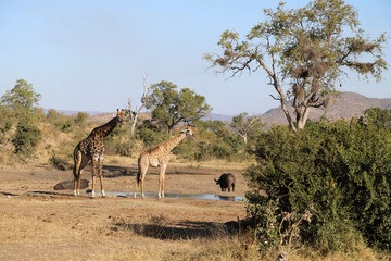Fototapeta premium Giraffe / Giraffe / Giraffa Camelopardalis