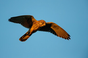 common kestrel (Falco tinnunculus)  flying in the last warm light of the day in the meadows in the Netherlands