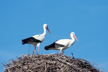 Pareja de cigueñas en el nido