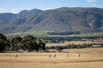 Fototapeta premium Scenic view of grazing zebras in front of Klein Rivier Mountains, South Africa.